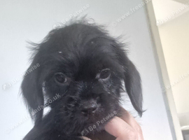 Beautiful Cavapoo