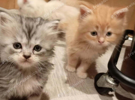 6 loively kittens