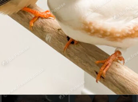 5 zebra finch