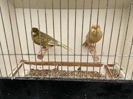 Jaspe Canaries