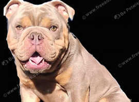 English bulldog stud