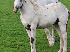 Homebred Colt