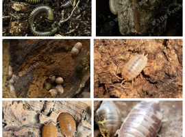 Bumblebee & burmese beauty millipedes and isopods bundle x 25