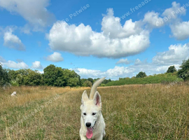 White female Husky pup. RESERVED!
