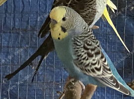 4 budgies for sale
