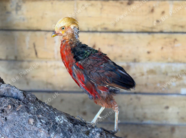 Golden & lady armrest Pheasents for sale