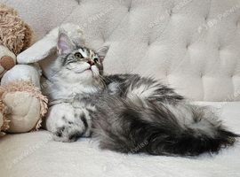 Maine Coon Champion Bloodline