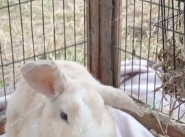 Peanut butter the bunny