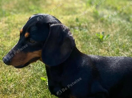 Black and Tan miniature (Sherike)