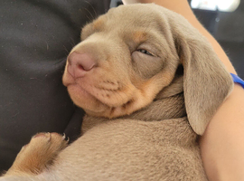 Adorable miniature smooth haired dachshund