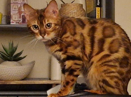bengal girl