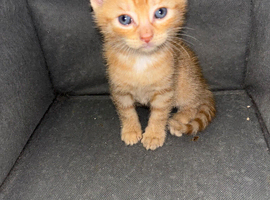 2 male ginger kittens