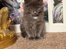Beautiful fluffy Ragcoon kittens