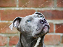 Gorgeous staffy for sale