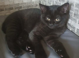 British Shorthair Kitten