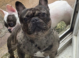 Black Merle French bulldog male
