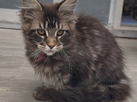 XL beautiful maine coon kittens