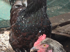 Speckled sussex cockerel