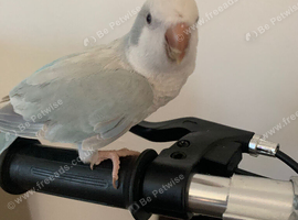 Tame Quaker parrot