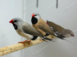 Finches