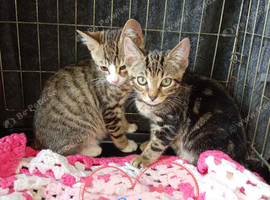 Bengal x kittens ready to leave now
