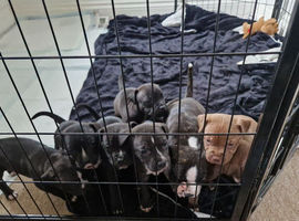 Staffordshire Bull Terrier