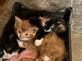 Very cute kittens looking for forever homes