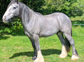 Stunning two year old cob for sale