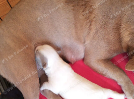 Two male french bulldog pups KC registered