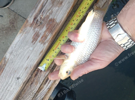 7" koi and 8" koi