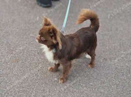 Stud louie longhaired Russian Chihuahua