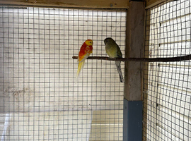 2 red rumped parakeets
