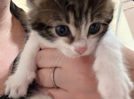 Kitten ready to go