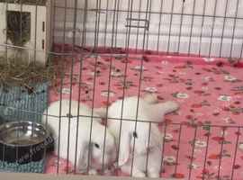 Two female bunnies