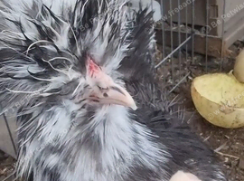 Mottled silkie pullet p.o.l