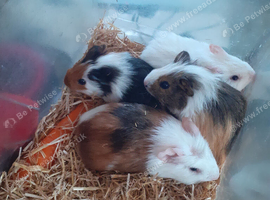 4 gorgeous baby boy guinea pigs