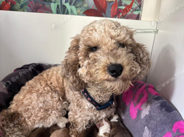 Cockapoo puppies