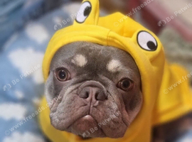 18 month old lilac and tan french bulldog