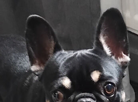 1 and half year old French bulldog