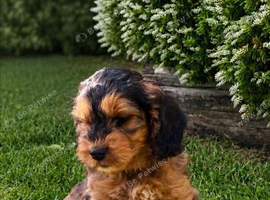 Beautiful Cockapoo F1 Pups