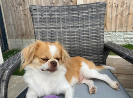 Japanese Chin Cross with a Shituz Male 13 Months Old