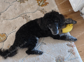 For Sale Miniature Poodle