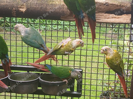 Mixed conures  due to time waster