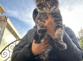 Stunning Maine coon male kit