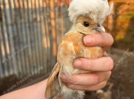 Beautiful polish chicks