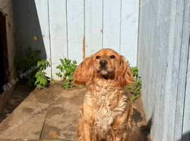 Golden girl cocker spaniel
