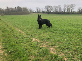 GermanShepherd Stud