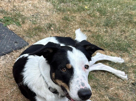Marley 1 years old border collie