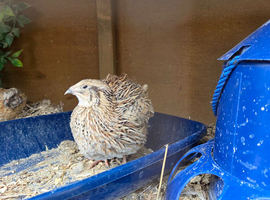 Rare male Pansy fee quails for sale
