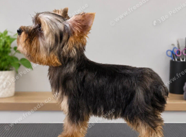 Gorgeous tiny Yorkshire terrier boy